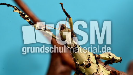 Australische Gespenstschrecke (15).jpg